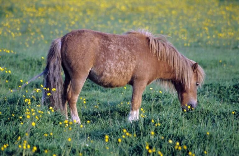 Healthy horse with glossy coat in a field